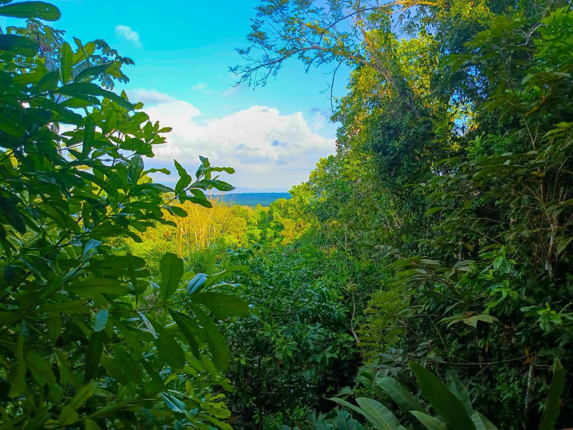 Osa Private Renting House-Villas-Tented-Best Views-Nature-Comfort Puerto Jimenez Exterior photo